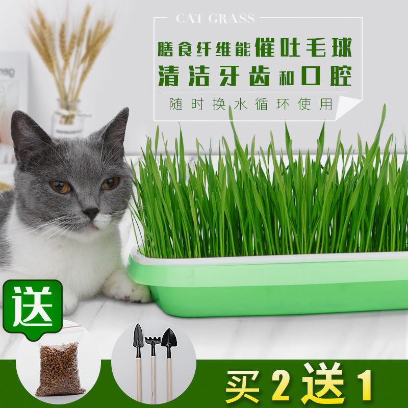 猫草种子水培猫薄荷猫零食去毛球化毛膏猫草种籽种植套装猫咪用品