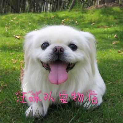 京巴幼犬活體混血北京犬獅子狗京巴犬京巴狗哈巴狗活體寵物狗狗【2月