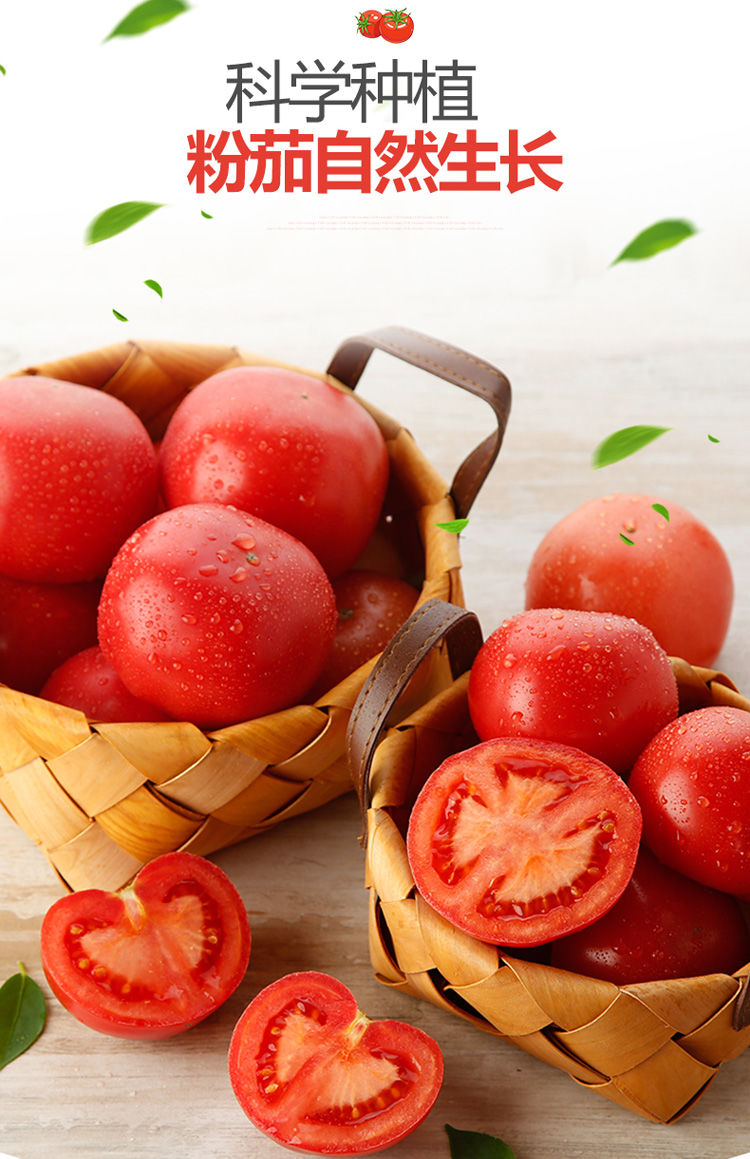 【有机无公害】西红柿新鲜沙瓤自然熟番茄孕妇水果现摘农家蔬菜GG