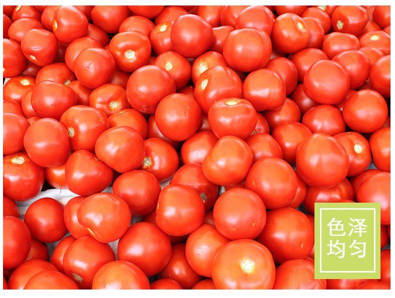 【有机无公害】西红柿新鲜沙瓤自然熟番茄孕妇水果现摘农家蔬菜GG