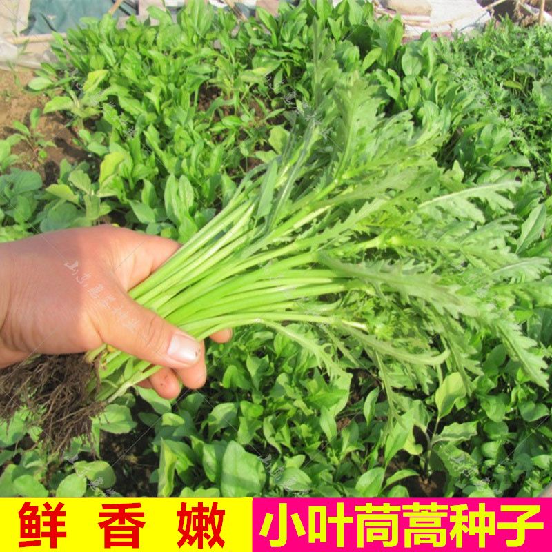 什么季节种植茼蒿最合适 8eda5a95-d0e6-4ccc-94fb-0dc5f0117b2d.jpg