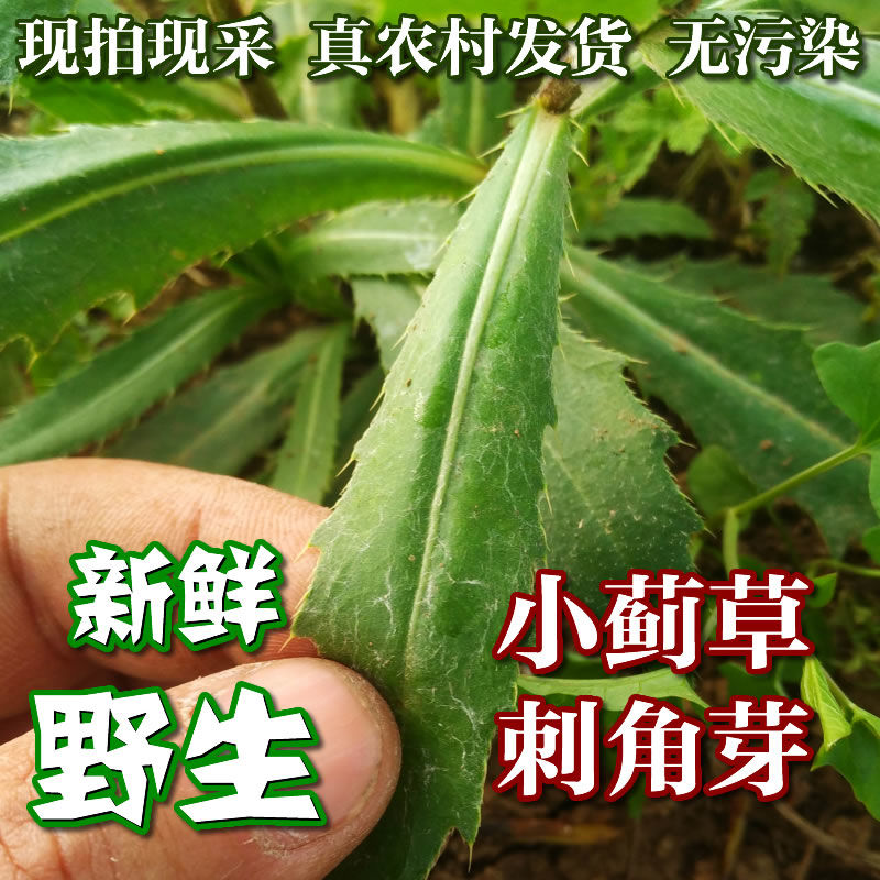 野生新鲜小蓟饮子小蓟刺菜刺角芽刺儿菜带根全草四鲜汤