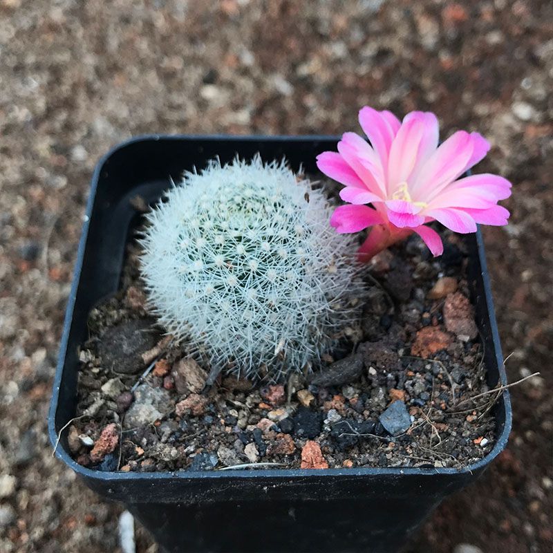 艾丝美拉达 自根短刺仙人球多肉植物 会开花室内桌面盆栽萌肉肉