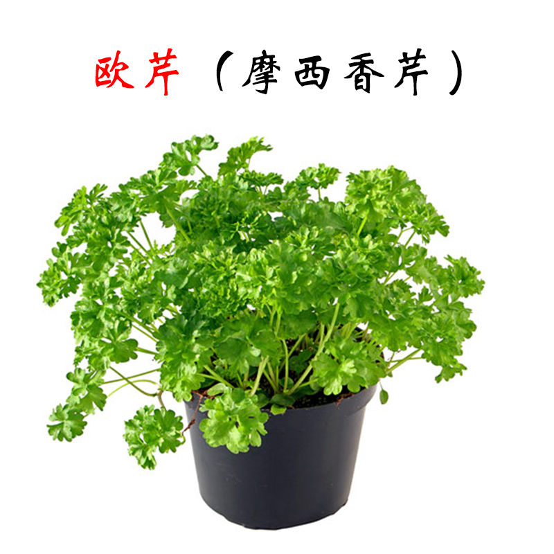 摩西香芹种子芹菜种籽西芹种籽欧芹种子浓香法香香草四季蔬菜种子