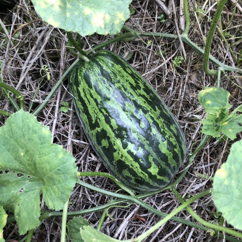 苏北农家菜瓜新鲜3 5斤水瓜地瓜花皮水瓜花皮梢瓜烧瓜无糖水瓜果 虎窝拼