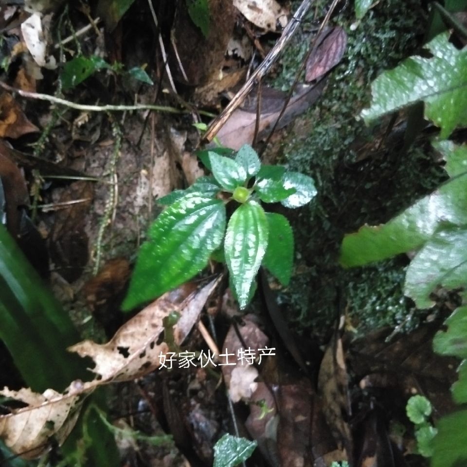 现摘500g福建土楼野生新鲜正宗风柜斗草野生风鼓草风骨草风谷草