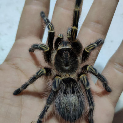 巴西巨人金直间 活体 宠物 蜘蛛足展3cm—9cm个体非常温顺好饲养