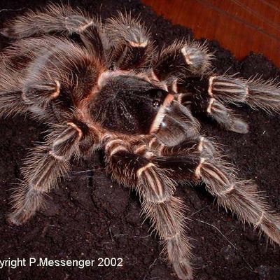 巴西所罗门 活体 宠物 蜘蛛 4-9cm 个体温顺好养 适合新手