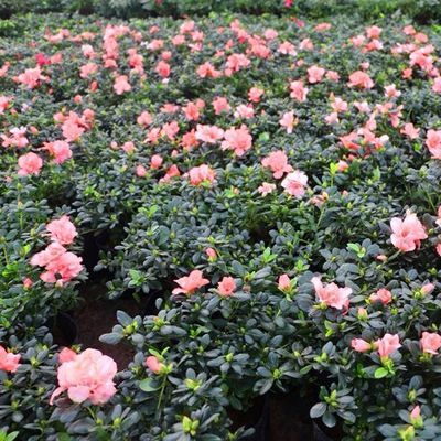 杜鹃花四季开花盆栽花卉植物盆景映山红绿植