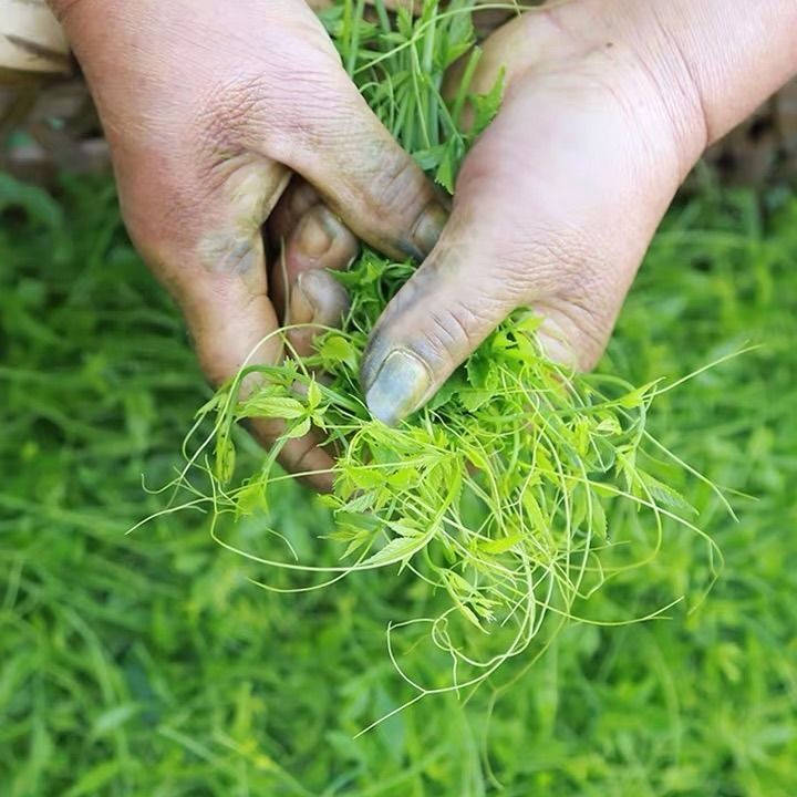 贡品级平利绞股蓝龙须茶五叶七叶正宗野生绞股蓝茶养生茶