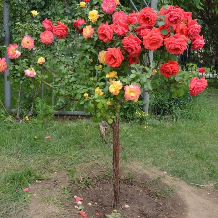 盆栽花卉什么时候可以搬出室外 187673b5-f6d4-40c5-b6c5-095b17534474.jpg