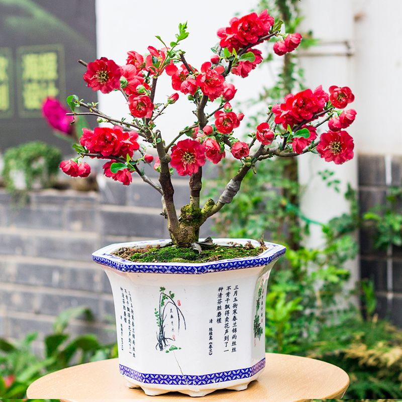 盆栽花卉怎么养好 1e40b91a-a619-4c85-a7e6-47a35e5a8bab.jpg