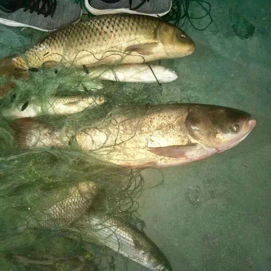 加粗丝单层三层渔网粘网丝网捕鱼网沉网5指6指7指100米大鱼网挂网