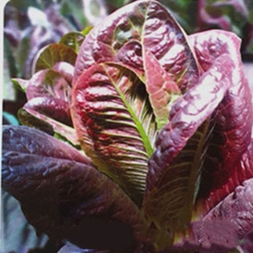 油麦菜种子紫丫甜红油麦菜种子红圆叶油麦菜种子四季蔬菜种子盆栽