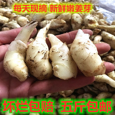 当季山东嫩姜芽农家新鲜嫩姜生姜糖醋姜芽食用腌制嫩仔姜鲜姜无丝