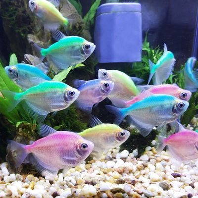 18年新款多功能金鱼缸透明鱼缸玻璃水族箱观赏鱼缸小号养鱼时尚长
