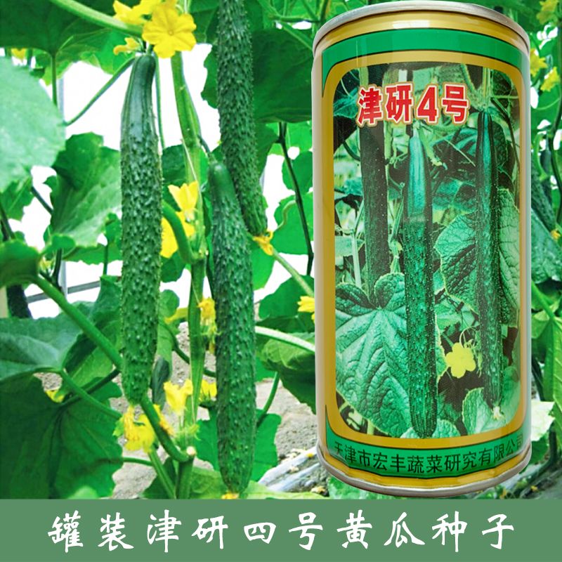 如何种植黄瓜籽 1ca3571a-11ac-4eb8-8b00-2c3fd24bbd35.jpg