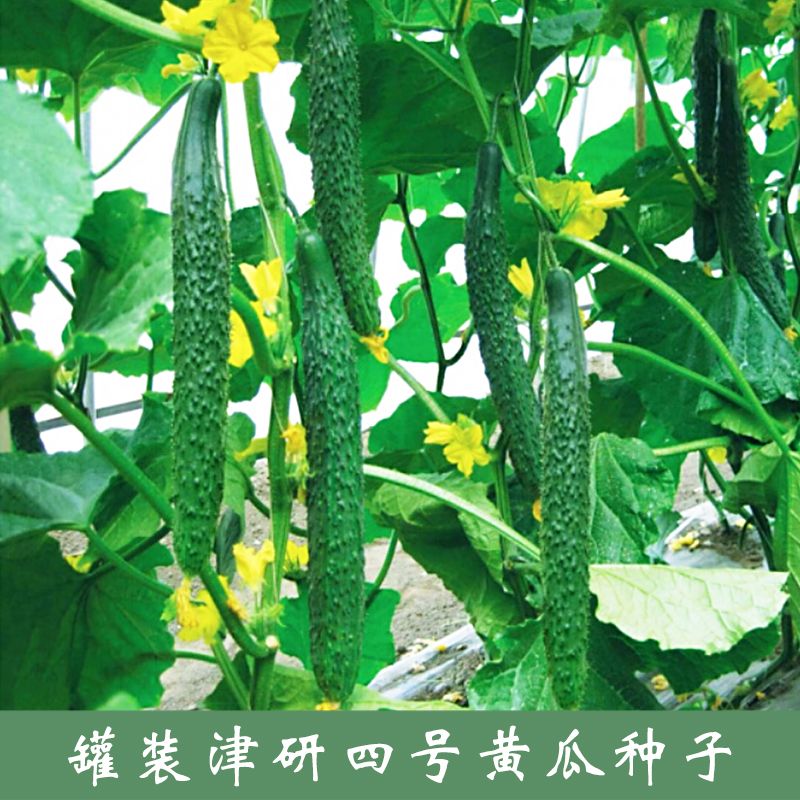 西瓜怎么分枝 d7b60f47-c343-4af7-85f8-4b72c3712321.jpg