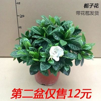 天猫优惠券领取 淘宝优惠券领取 淘宝天猫大额优惠券秒杀券发放 给力呢优惠券