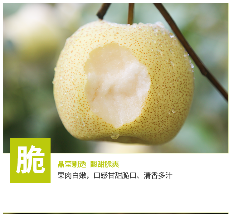 安徽砀山酥梨新鲜现摘整箱梨子5斤-10斤批发孕妇水果包邮贡梨雪梨