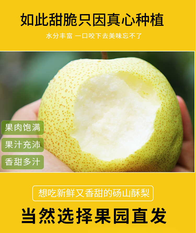 安徽砀山酥梨新鲜现摘整箱梨子5斤-10斤批发孕妇水果包邮贡梨雪梨