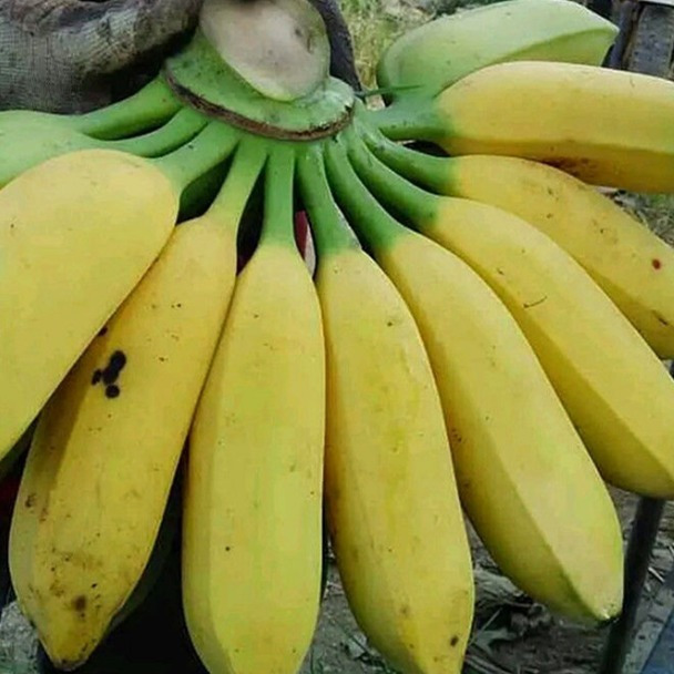 广东大蕉新鲜水果芭蕉小米香蕉孕妇水果非海南皇帝蕉5斤2斤