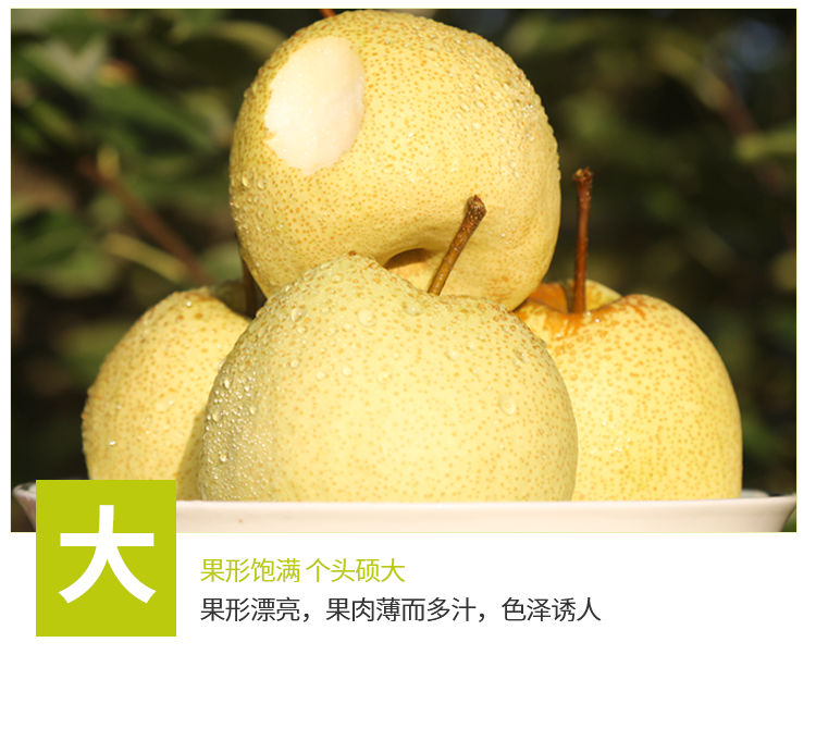 安徽砀山酥梨新鲜现摘整箱梨子5斤批发孕妇水果包邮贡梨雪梨