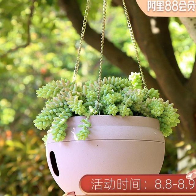 诚信塑料绿萝花盆 懒人树脂储水吊盆吊兰盆 垂吊植物花盆 2个包邮