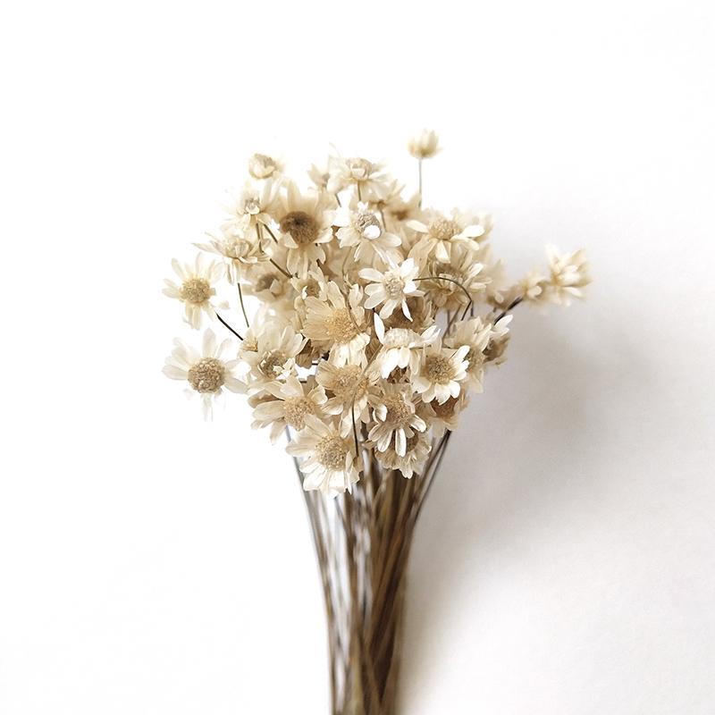 Little Daisy, dried flower, star flower arrangement, glue drop, Brazil mini star flower, dried flower prop, photo, dried flower