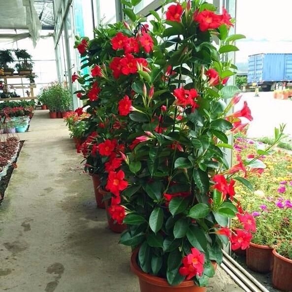 盆栽花苗 64d90b46-6180-49d9-b58d-7336ded4010e.jpg