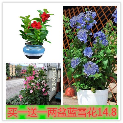 盆栽花卉种类大全 dd878249-aa99-41a4-a4bd-86b14af21b76.jpg