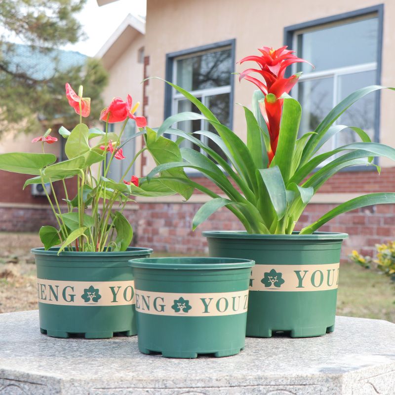 绿加仑最小的花盆多大 4b57eeb4-0a1b-4afa-880e-37db017fa710.jpg