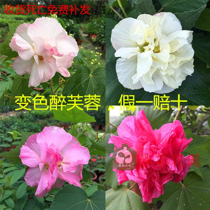 当年开花盆栽三醉芙蓉花庭院绿植重瓣木芙蓉花一日三变颜色