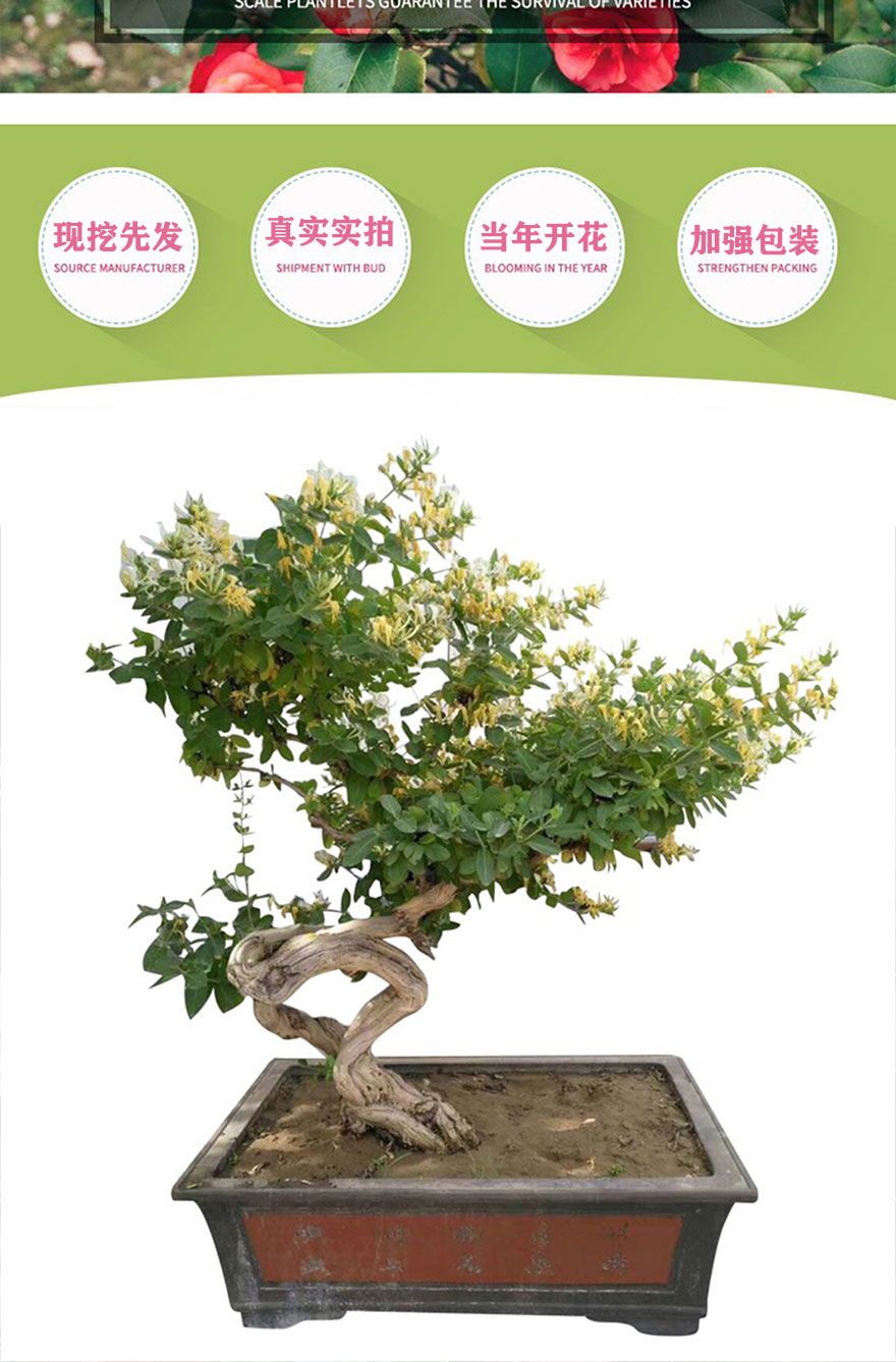 花卉盆栽金银花黄白红色苗老桩攀援爬藤植物耐寒可食用金银花老桩