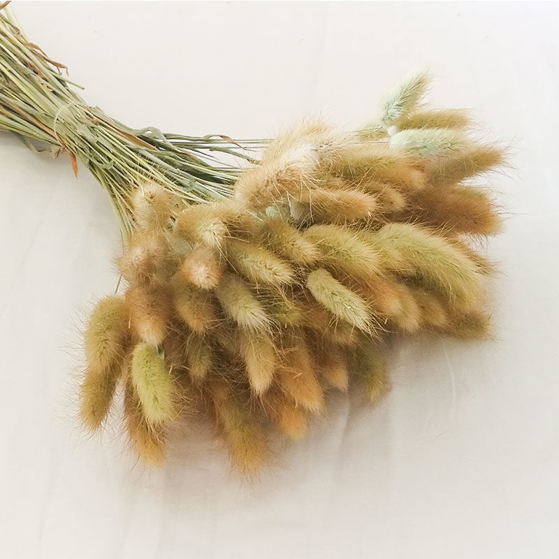 Yunnan natural rabbit tail grass interior decoration living room furnishings natural dried flowers bunch of dried grass shooting props creativity