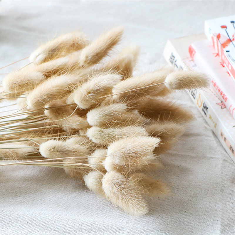 Yunnan natural rabbit tail grass interior decoration living room furnishings natural dried flowers bunch of dried grass shooting props creativity