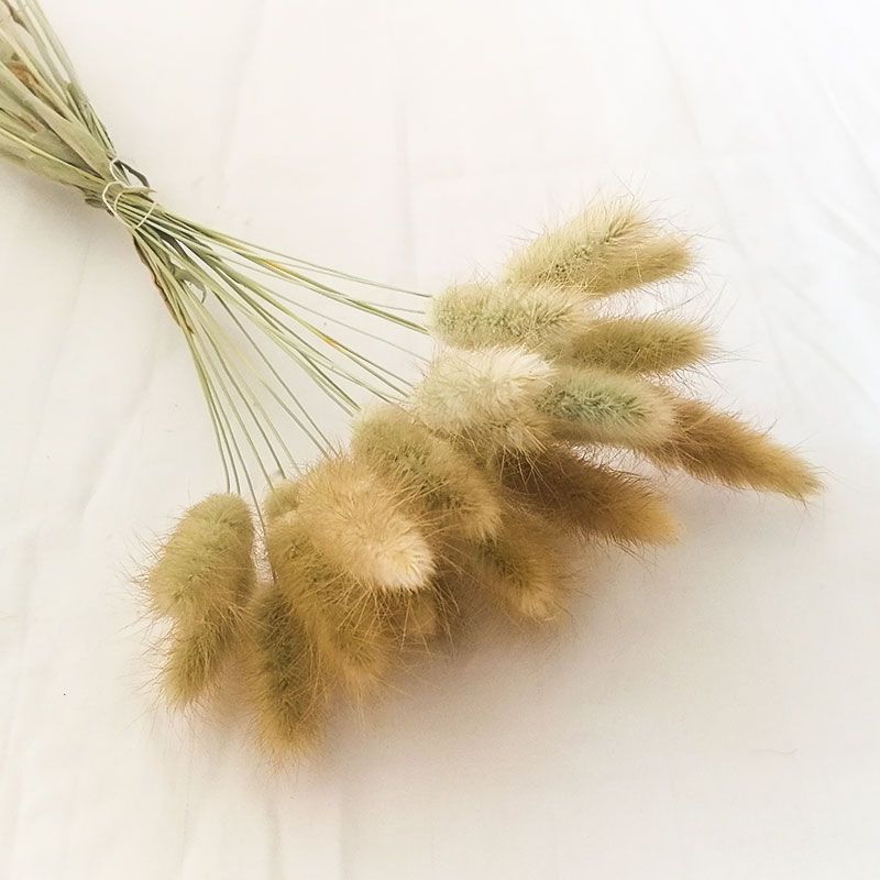 Yunnan natural rabbit tail grass interior decoration living room furnishings natural dried flowers bunch of dried grass shooting props creativity