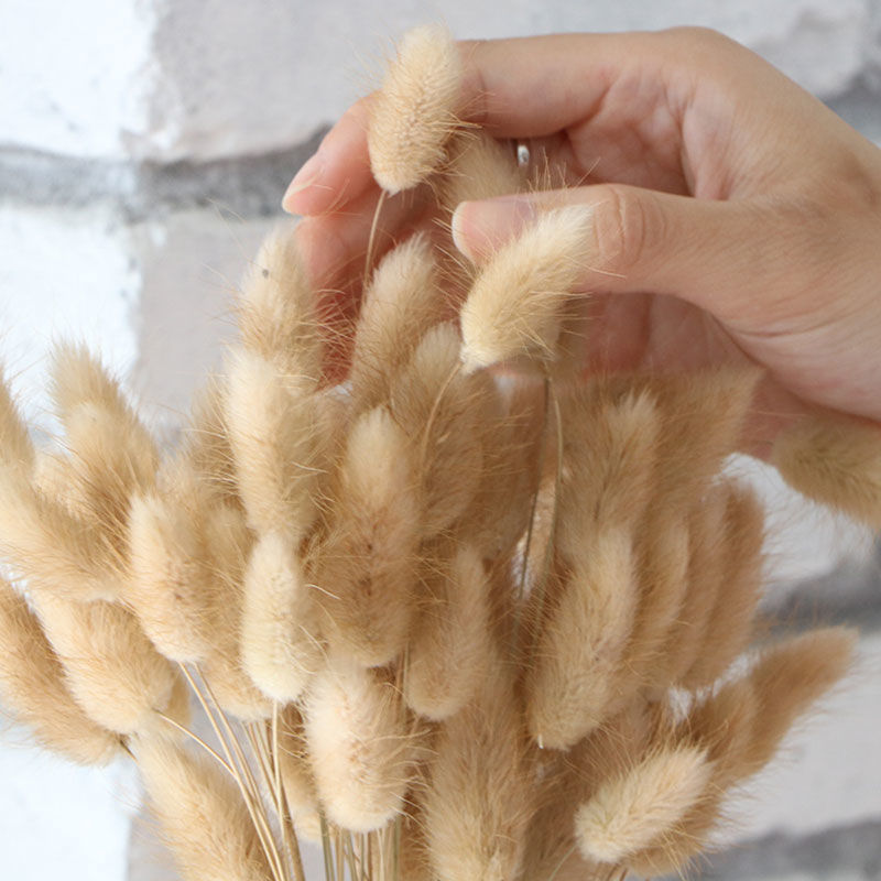 Yunnan natural rabbit tail grass interior decoration living room furnishings natural dried flowers bunch of dried grass shooting props creativity