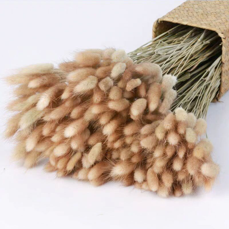 Yunnan natural rabbit tail grass interior decoration living room furnishings natural dried flowers bunch of dried grass shooting props creativity