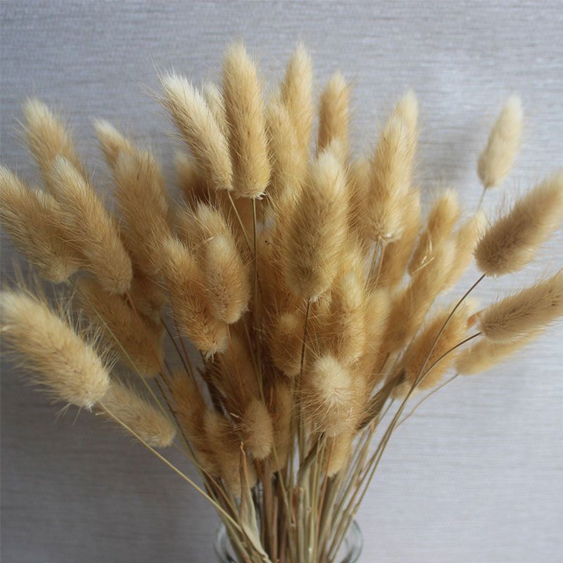 Yunnan natural rabbit tail grass interior decoration living room furnishings natural dried flowers bunch of dried grass shooting props creativity