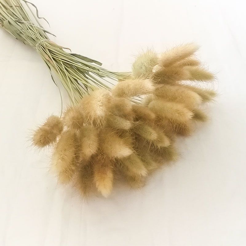 Yunnan natural rabbit tail grass interior decoration living room furnishings natural dried flowers bunch of dried grass shooting props creativity