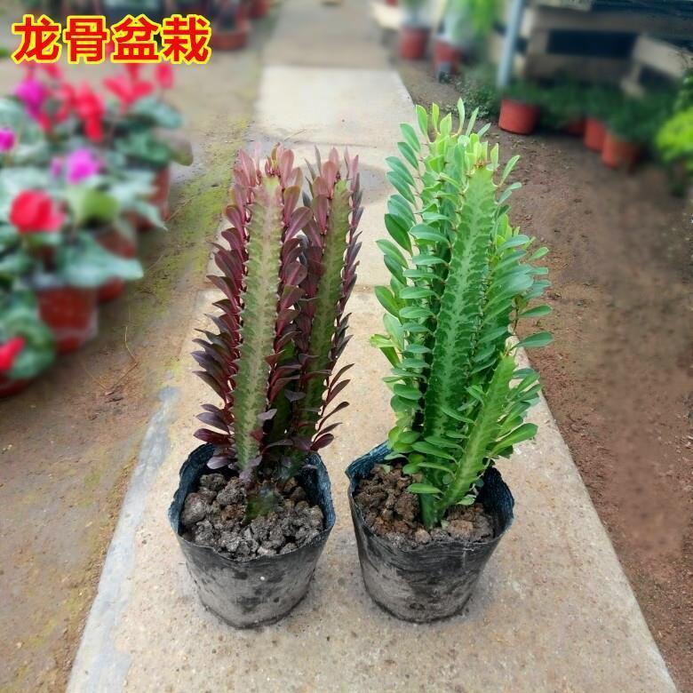 龙骨花室内花 植物盆栽玉麒麟吸甲醛客厅仙人柱巴西龙骨【2月15日发完