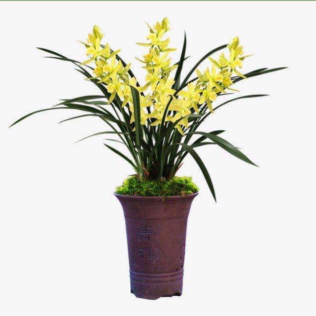 绿翡翠兰花墨兰年宵节庆大花浓香冬带花苞喜庆花卉盆栽客厅绿植