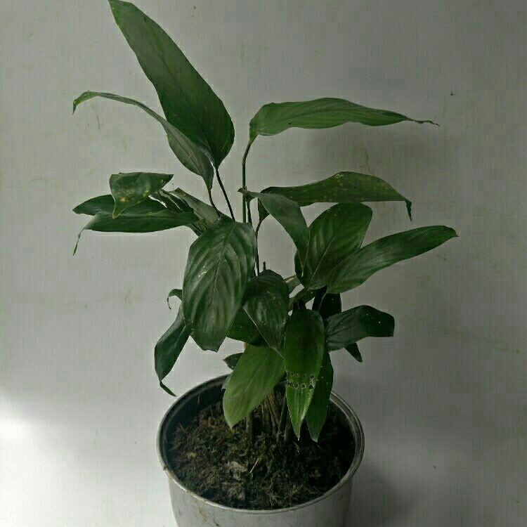 10苗起 野生粽叶苗柊叶种植苗广西大粽叶苗盆栽地栽批发 虎窝拼