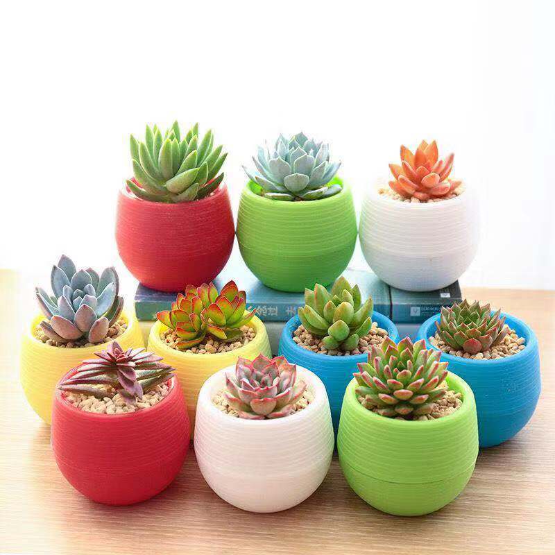 多肉植物品种大全玉露介绍 d69105bd-2f0c-40df-bcd5-fb72218e0c69.jpg