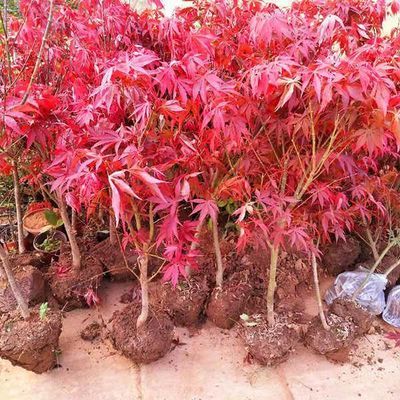 红枫苗四季红日本红枫花树苗美国红枫树苗中国红叶枫树苗红枫树苗