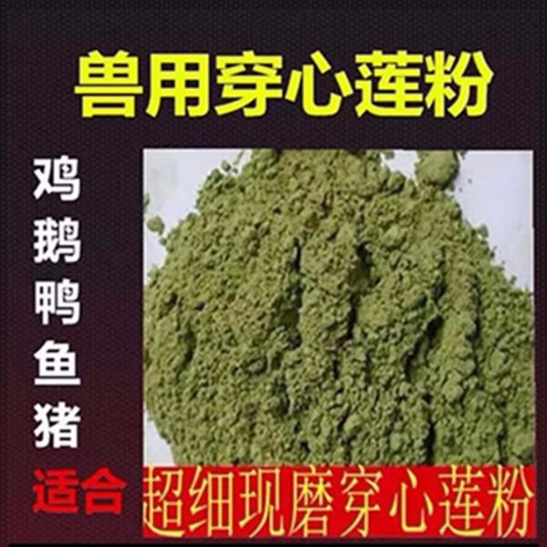 穿心莲粉纯穿心莲加工的粉末兽用穿心莲粉散装纯中草药原粉穿心莲