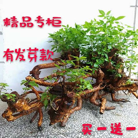 d2af1078-13a5-462b-80b1-d75c29ca8f15.jpg