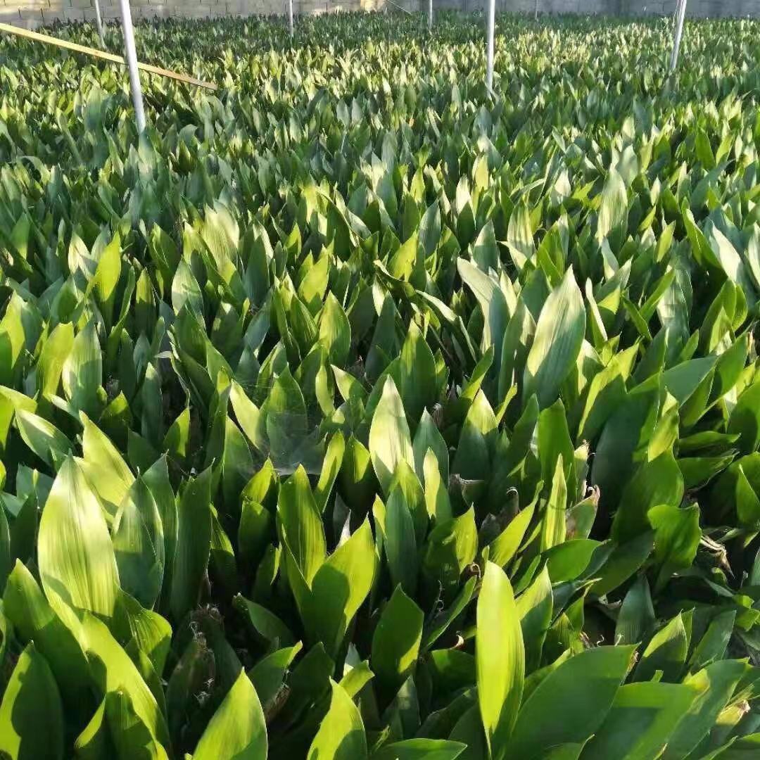 绿叶植物盆栽大全和图片 4086031e-e842-4d5e-a347-d1d0808a8b3c.jpg