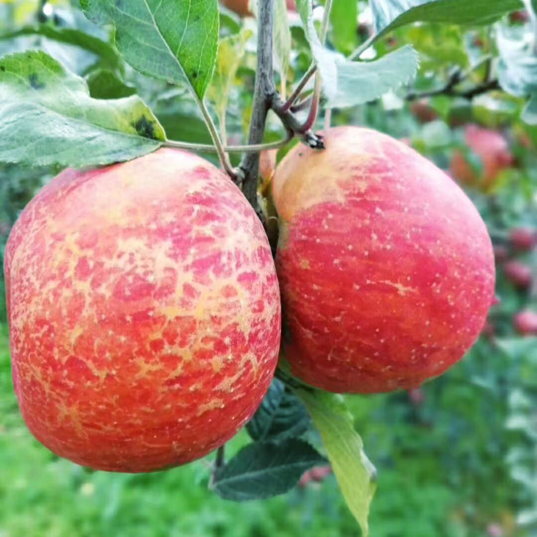 现摘云南昭通丑苹果当季水果新鲜脆甜多汁爽口非大凉山盐源阿克苏